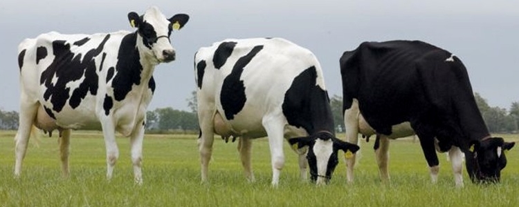 cattle_750x300