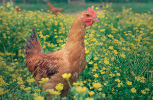 ridgeway-img-poultry-1.0