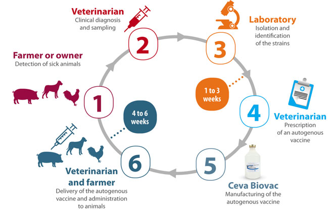 Ceva's Autogenous Vacccine Production Process