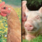 Information for Veterinary Surgeons